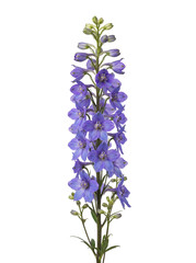 Obraz premium Vibrant Blue-Purple Spire of Delicate Blossoms, Capturing a Dreamlike Serene Beauty on a Pristine White Background, Evoking Natural Elegance