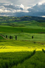 Obraz premium The famous cypress-lined road near Pienza, known from the Gladiator movie. A winding dirt path through golden wheat fields leading to a lonely farmhouse at sunset.