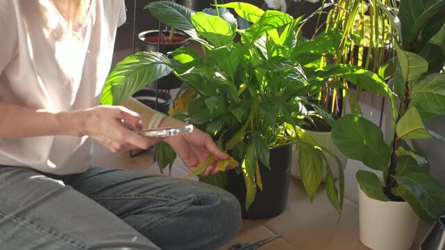 Woman touching yellow leaf of houseplant and inspection it with smartphone in home interior. Concept of plant care and problem diagnosis