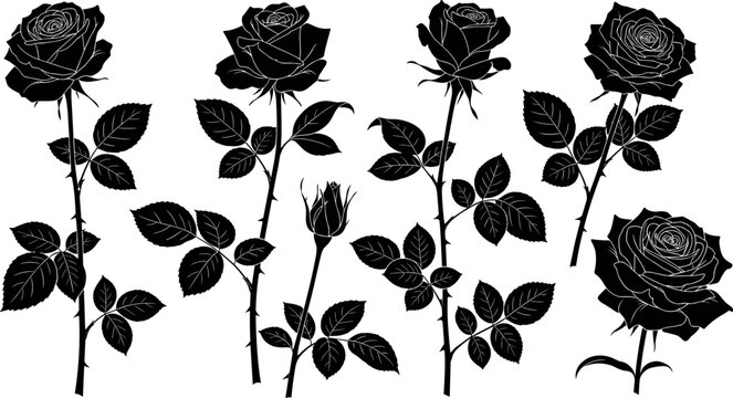 Rose plant silhouettes vector illustration, blooming flowers and buds artwork, botanical decorative design elements, creative floral patterns, nature inspired artwork collection
