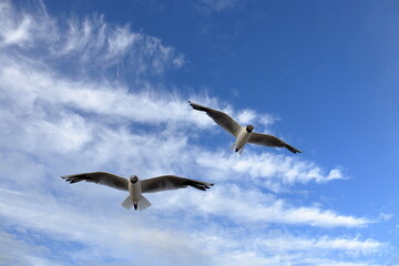 Obraz premium Two seagulls soaring in the sky against the background of blue sky and white clouds