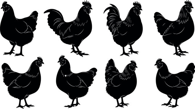 Silhouettes of chickens in varied poses with different comb styles, tail feathers, and body postures for farm animal vector illustration