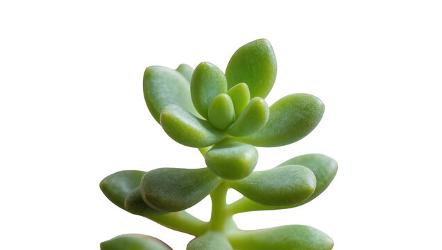 Vibrant green succulent plant with plump, fleshy leaves, a beautiful botanical houseplant, isolated on transparent background PNG