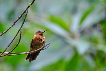 Fototapeta premium Shining Sunbeam (Aglaeactis cupripennis), a beautiful hummingbird perched on a branch, still, showing off its colors and plumage in detail. Peru.