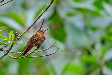 Fototapeta premium Shining Sunbeam (Aglaeactis cupripennis), a beautiful hummingbird perched on a branch, still, showing off its colors and plumage in detail. Peru.