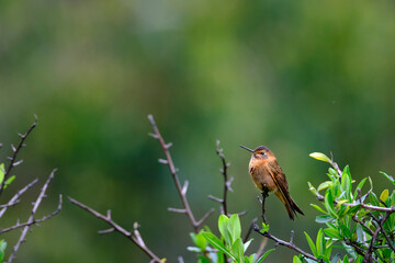 Fototapeta premium Shining Sunbeam (Aglaeactis cupripennis), a beautiful hummingbird perched on a branch, still, showing off its colors and plumage in detail. Peru.