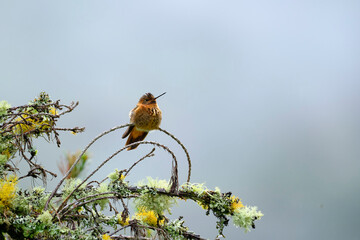 Fototapeta premium Shining Sunbeam (Aglaeactis cupripennis), a beautiful hummingbird perched on a branch, still, showing off its colors and plumage in detail. Peru.