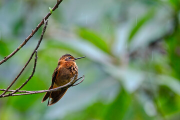Fototapeta premium Shining Sunbeam (Aglaeactis cupripennis), a beautiful hummingbird perched on a branch, still, showing off its colors and plumage in detail. Peru.
