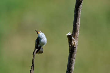 Fototapeta premium White-bellied Hummingbird (Elliotomyia chionogaster), small and beautiful, perched on branches around a bush, where its beautiful plumage can be seen. Peru.