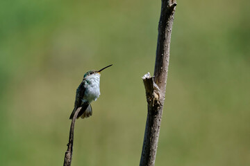 Fototapeta premium White-bellied Hummingbird (Elliotomyia chionogaster), small and beautiful, perched on branches around a bush, where its beautiful plumage can be seen. Peru.