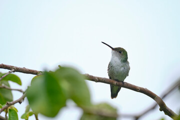 Fototapeta premium White-bellied Hummingbird (Elliotomyia chionogaster), small and beautiful, perched on branches around a bush, where its beautiful plumage can be seen. Peru.