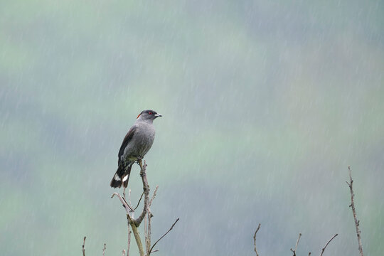 Red crested cotinga (Ampelion rubrocristatus), a cotinga perched peacefully in the rain, with a clean background. Peru.