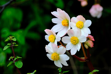 Obraz premium Wild begonias (Begonia octopelata), beautiful wildflowers of begonias, white in color, taken on a cool morning.