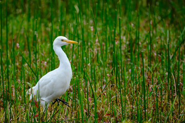 Obraz premium Cattle Egret (Ardea ibis), a beautiful little heron searching for food among cattails at the edge of a wetland. Peru.