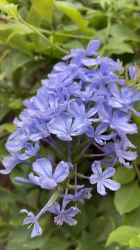 Plumbago auriculata or Sky flower in the garden of Tenerife,Canary Islands,Spain,4K.	