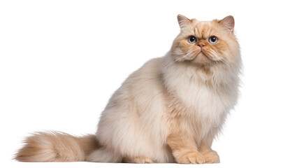 Fluffy cream-colored Persian cat with striking blue eyes, sitting calmly and looking directly at the camera, isolated PNG on transparent background © Elena