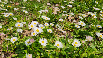 Bellis perennis, known as “daisy,” is a short perennial with white flowers, blooming March to August in moist fields and forests. © cilicia