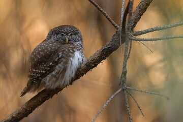 Eurasian pygmy owl (Glaucidium passerinum) perched on a branch in a forest in warm light © psobas