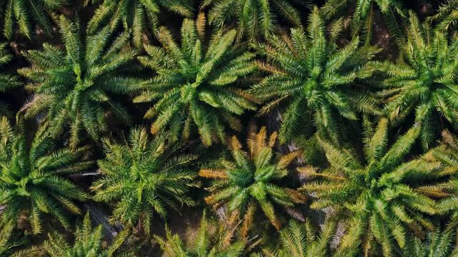 Top down aerial dense tropical jungle palm trees Phuket southern Thailand