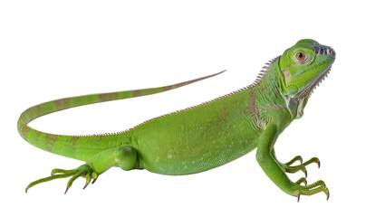 Fototapeta premium Vibrant green iguana, a tropical reptile with detailed scales and a long tail, isolated PNG on transparent background, perfect for wildlife designs