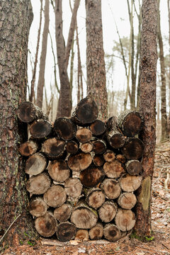 Fresh cut firewood from falling trees in the woods stacked neatly between two trees.