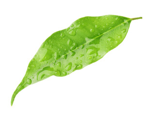 One fresh green citrus leaf with water drops isolated on white