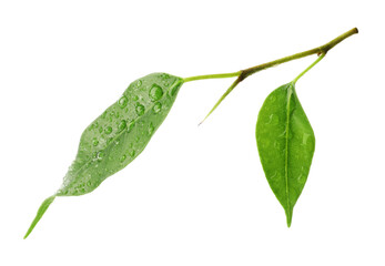 Branch with wet fresh green citrus leaves isolated on white