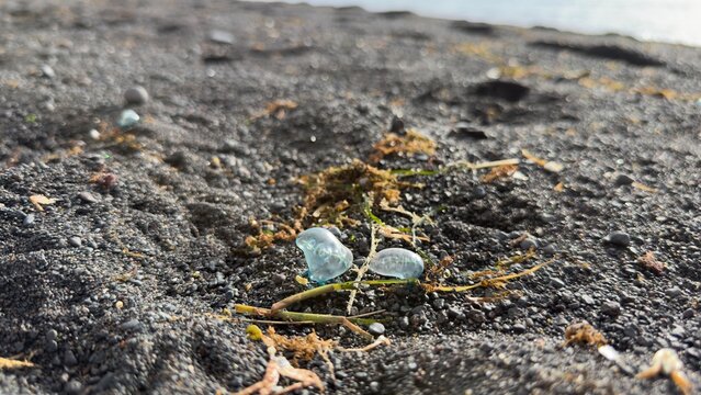 Jellyfish Portuguese man o war on Tenerife beach sand