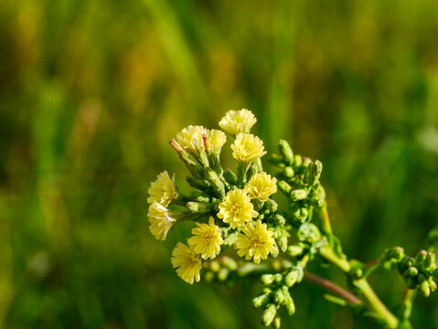 A flowering prickly lettuce (Lactuca serriola) as a wallpaper image, photographed in Musio, a hamlet of Tremosine.