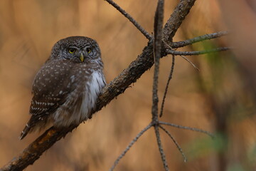 Eurasian pygmy owl (Glaucidium passerinum) perched on a branch in a forest, close-up, warm light © psobas