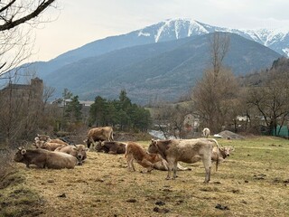 Fototapeta premium herd of sheep