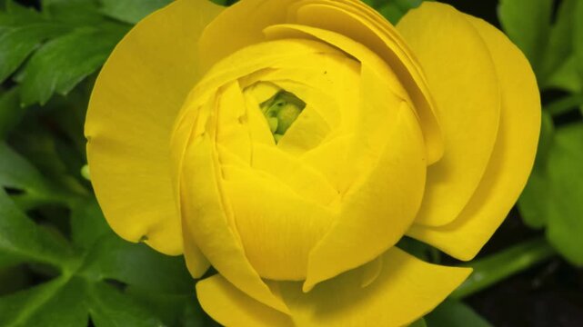 Time lapse blooming Ranunculus flower close-up