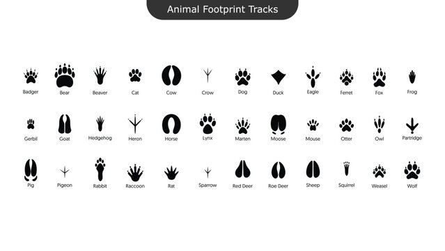 Animal Footprints Tracks Icons Set Wildlife Paw Bird Hoof Print Silhouette Vector Collection
