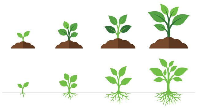 Plant growth stages, sprout, seedling, sapling evolution set, isolated vector illustration