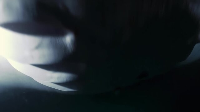 Close-up underwater view of a majestic manta ray gracefully swimming in the deep ocean