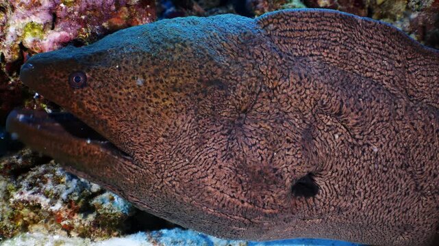 Close-up underwater shot of a moray eel with intricate skin patterns and open mouth