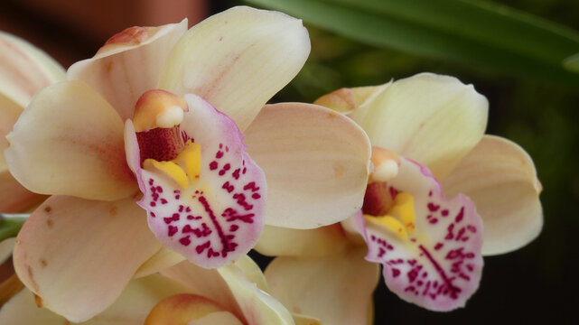 Cymbidium, Boat Orchid, Corsage Orchid (two blooms frontal macro, cream variant, intricate labellum pattern, dark background) A superb double-bloom macro showing two Cymbidium flowers in a cream-ivory