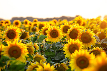 Fototapeta premium A vibrant field of sunflowers stretching to the horizon illuminated by the soft golden light of sunrise.