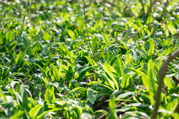 Obraz premium Fresh wild garlic plants growing in the spring forest, concept of edible wild herbs, healthy foraging, and seasonal organic nutrition.