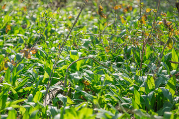 Fototapeta premium Fresh wild garlic plants growing in the spring forest, concept of edible wild herbs, healthy foraging, and seasonal organic nutrition.