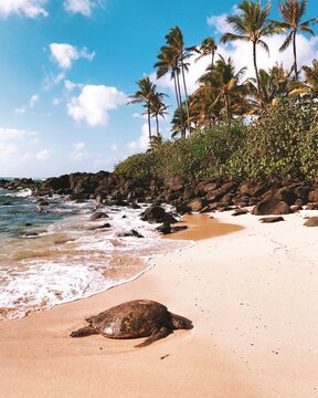 Close-up side view of a sea Turtle on a sandy beach, Honolulu, Oahu, Hawaii, USA