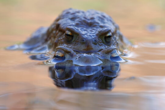 Common Toads (Bufo bufo) in Amplexus in Niepołomice Forest, Poland
