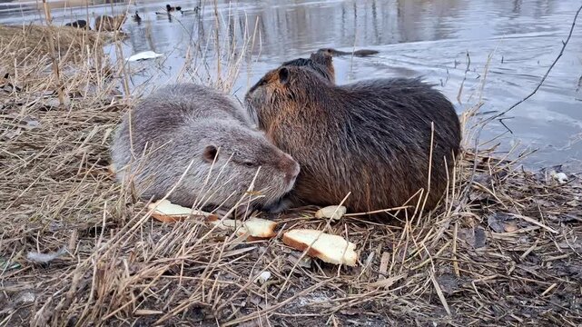 Male nutria shows interest in female.The mating season for nutria.