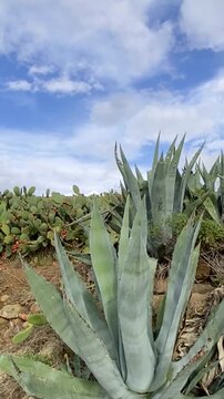 Agave americana succulent plant growing wild in Tenerife,Canary Islands,Spain. Tropical plants concept,4K.