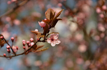 Fototapeta premium Spring blooming plum tree . Closeup flowering branch with young leaves buds and flowers against sky background.Nature, springtime environment ,awakening of nature , concept.
