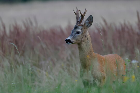 Male Roe Deer Standing in Tall Grass in Low Beskids