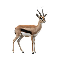 Fototapeta premium Gazelle standing profile isolated on white background