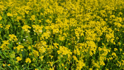 Fototapeta premium Turkish rocket (Bunias orientalis) is a hardy perennial plant known for its yellow flowers, edible leaves, and ability to thrive in disturbed soils across Europe and Asia.