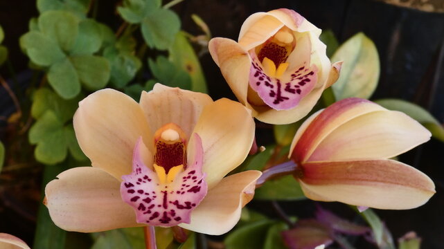 Cymbidium, Boat Orchid, Corsage Orchid (two open blooms and bud, garden setting) A generous, wide composition of a Cymbidium orchid plant in a garden setting, showing two fully open blooms
