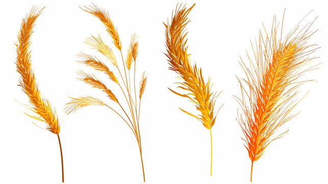 Four golden wheat illustrations with varied shapes and density on a white background